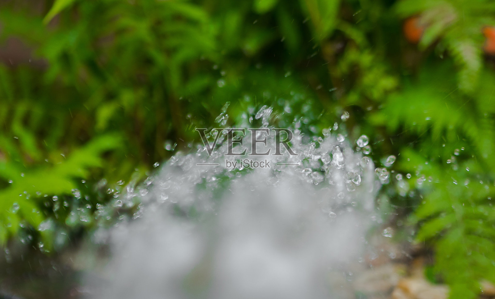 树叶上的水滴照片摄影图片