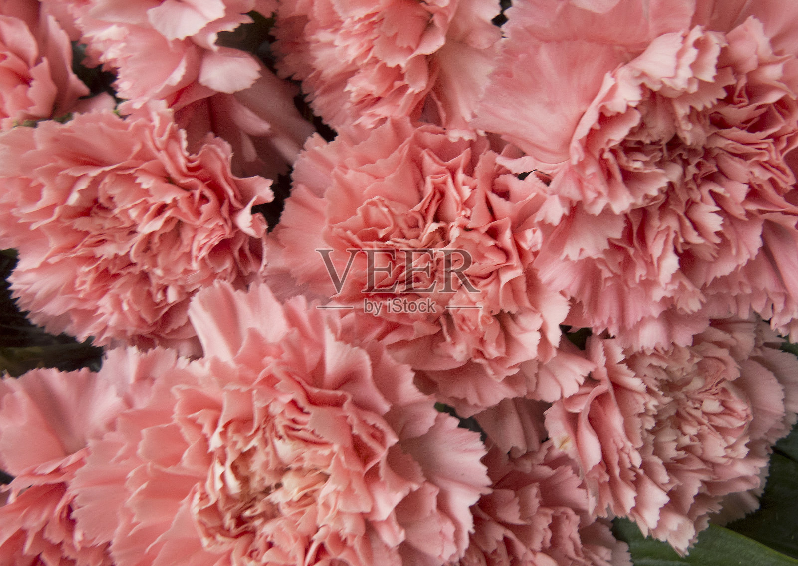 美丽的花温柔的粉红色甜威廉，开在花园里照片摄影图片