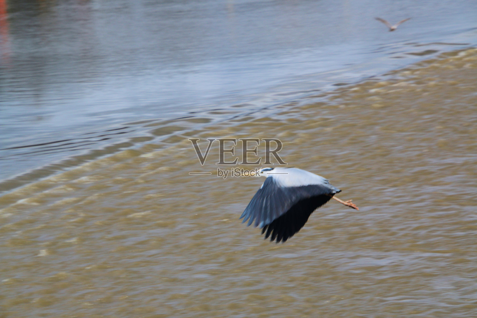 苍鹭的特写照片摄影图片