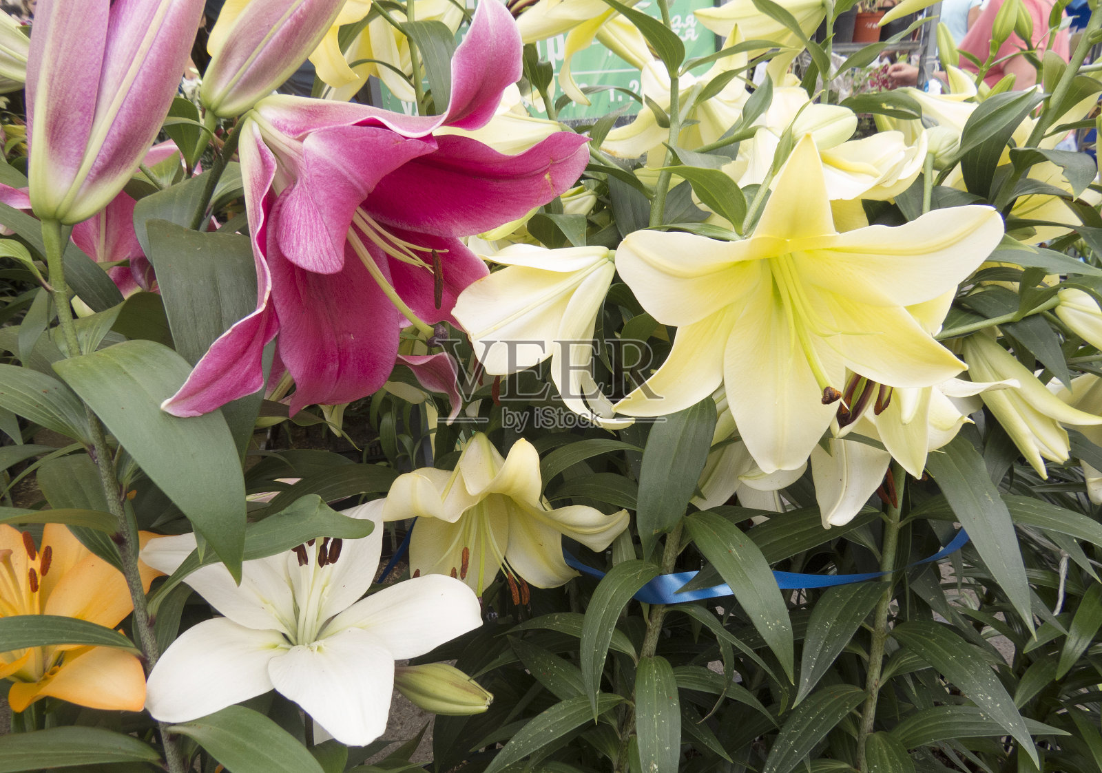 美丽的花温柔的百合，开在花园里。照片摄影图片