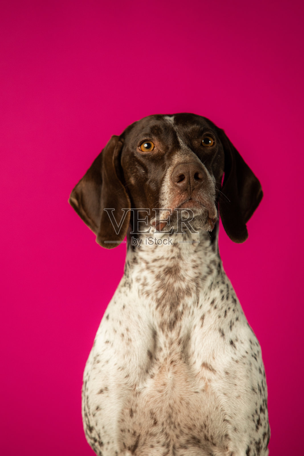 美丽的猎犬weimaraner在粉红色的背景照片摄影图片