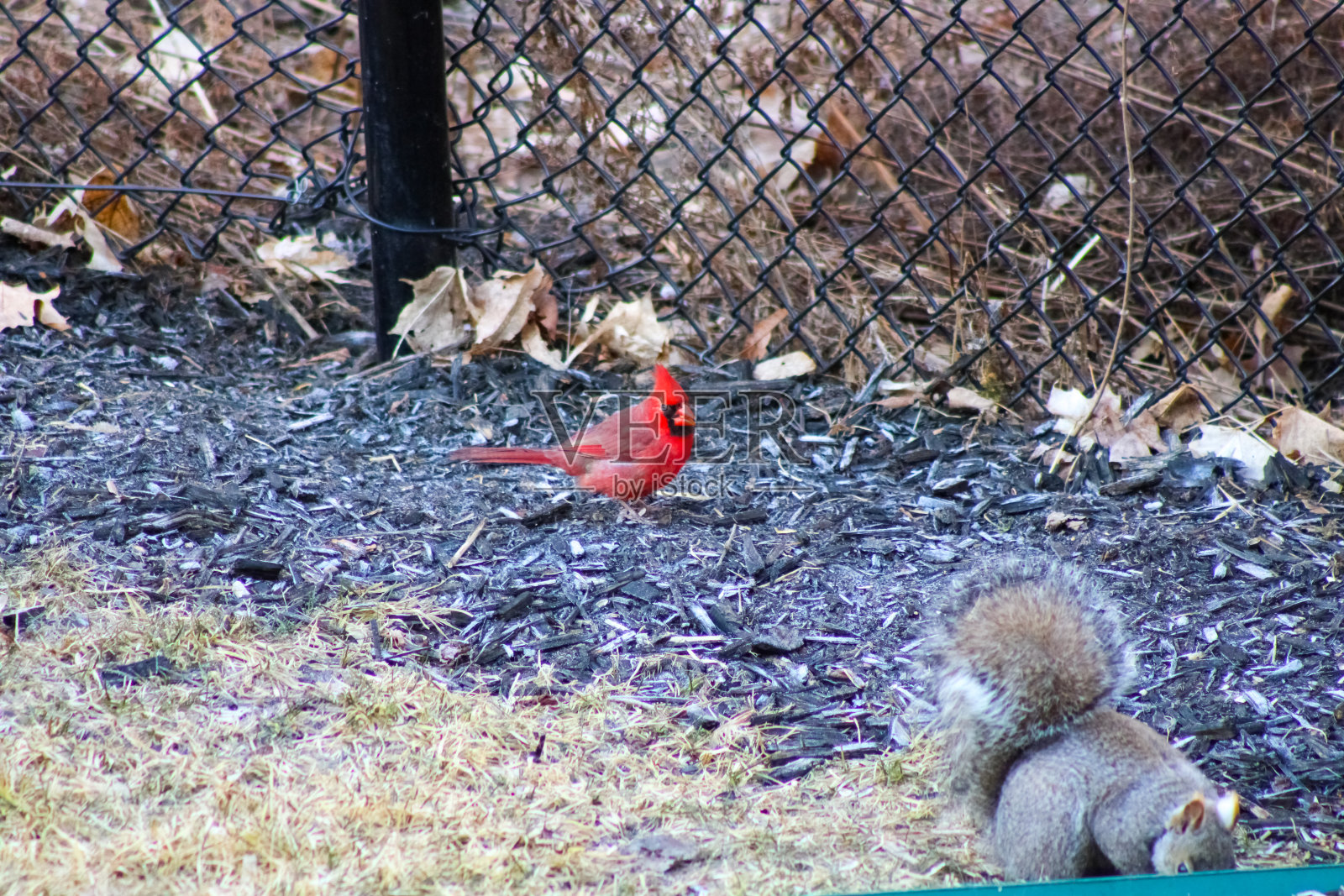 愤怒的小鸟在加拿大安大略省布兰普顿照片摄影图片