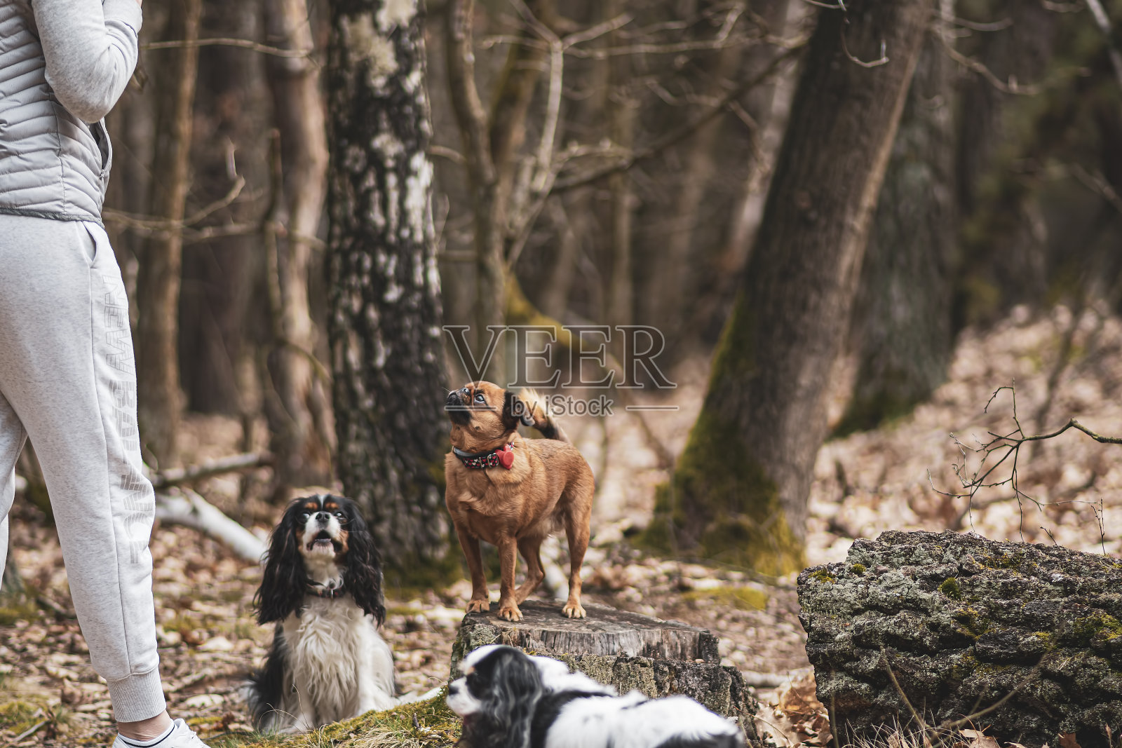 小狗注意主人照片摄影图片