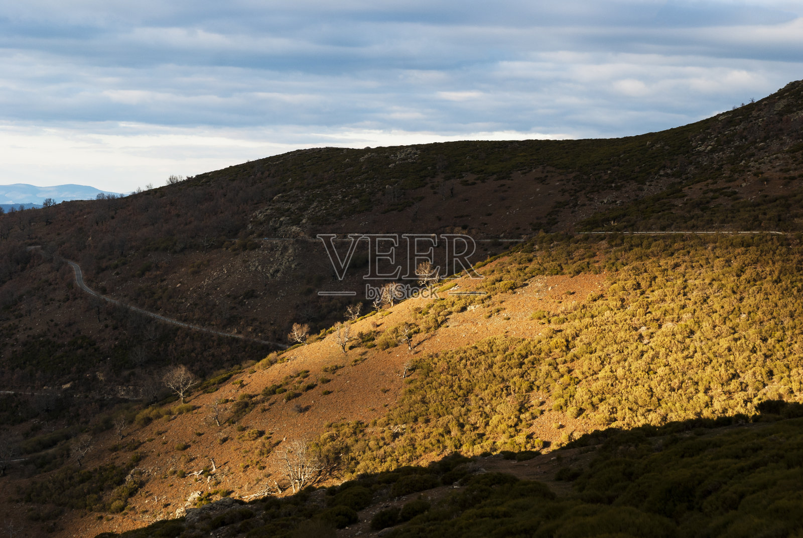 冬天，埃斯特雷马杜拉洪都拉斯港口的山坡上，一排树木在日落时被照亮照片摄影图片