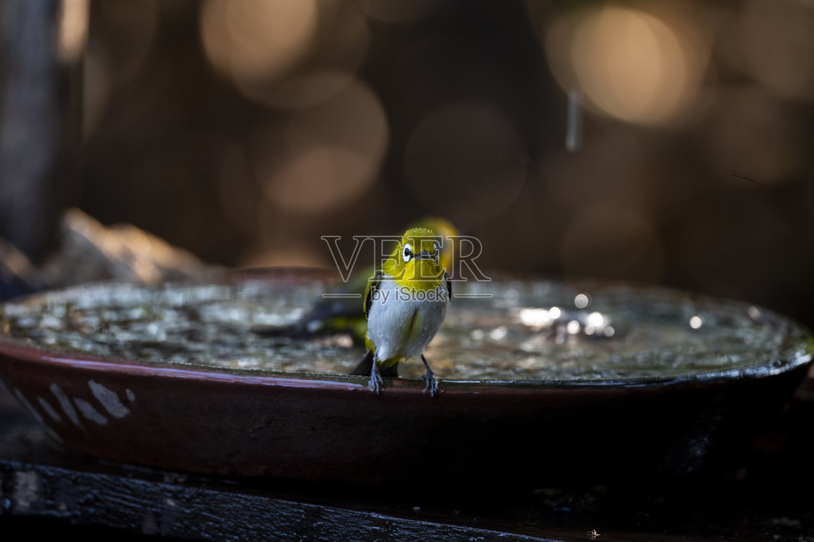 日本白眼照片摄影图片