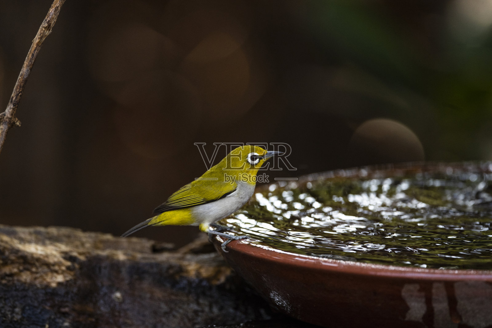 日本白眼照片摄影图片