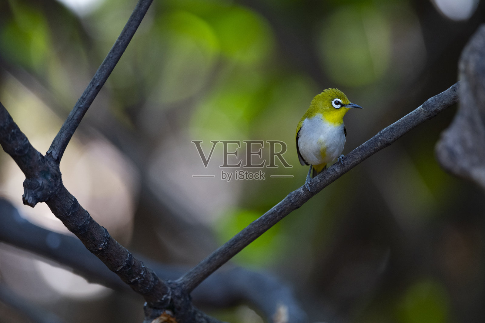 日本白眼照片摄影图片