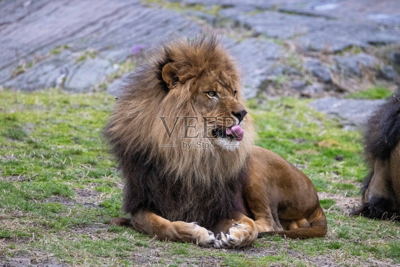 狮子照片摄影图片
