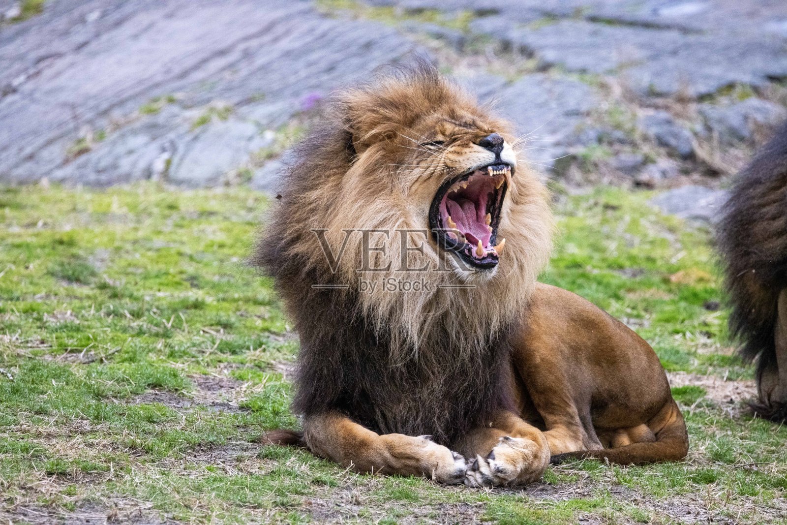 狮子照片摄影图片