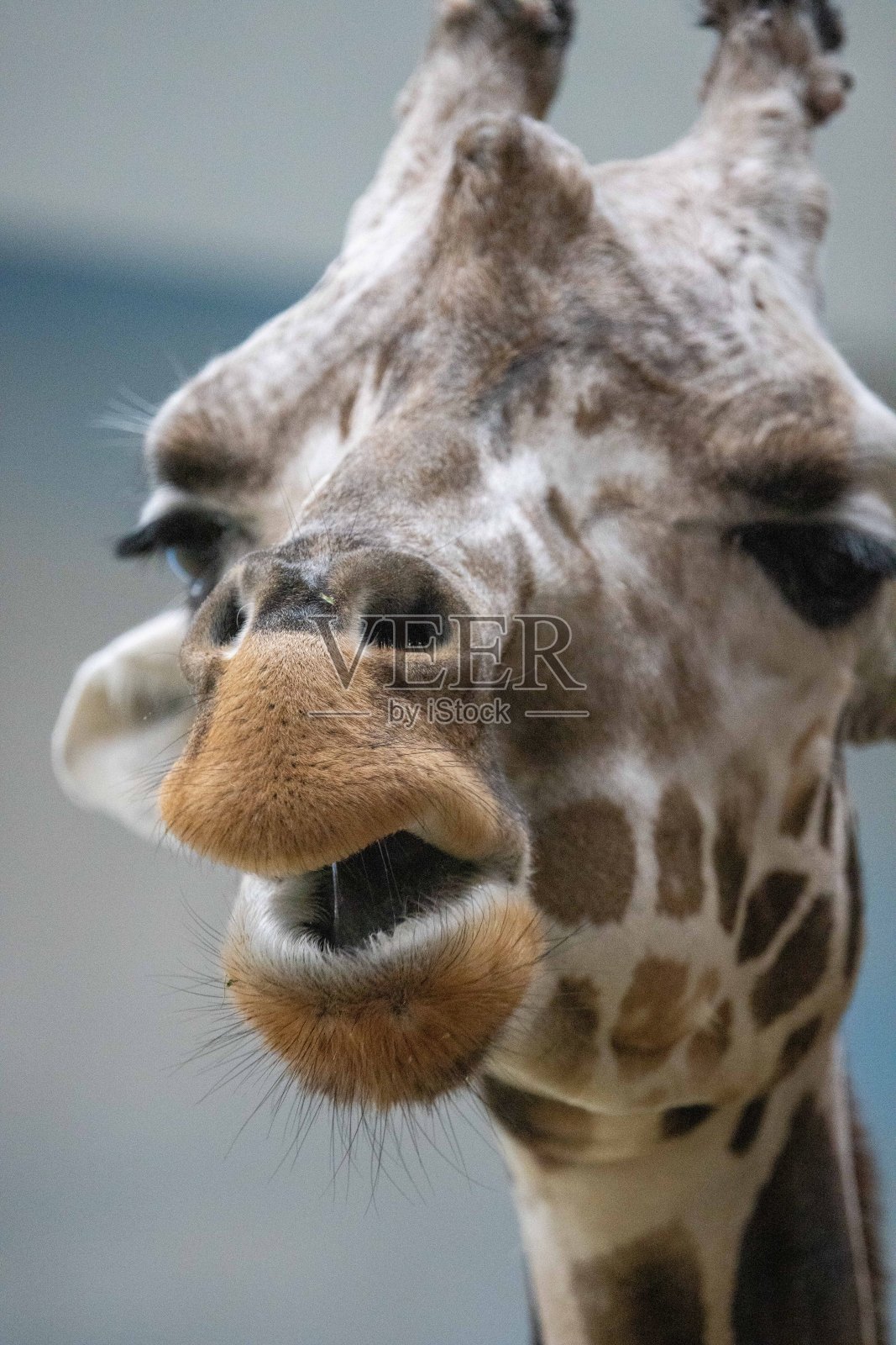 长颈鹿照片摄影图片