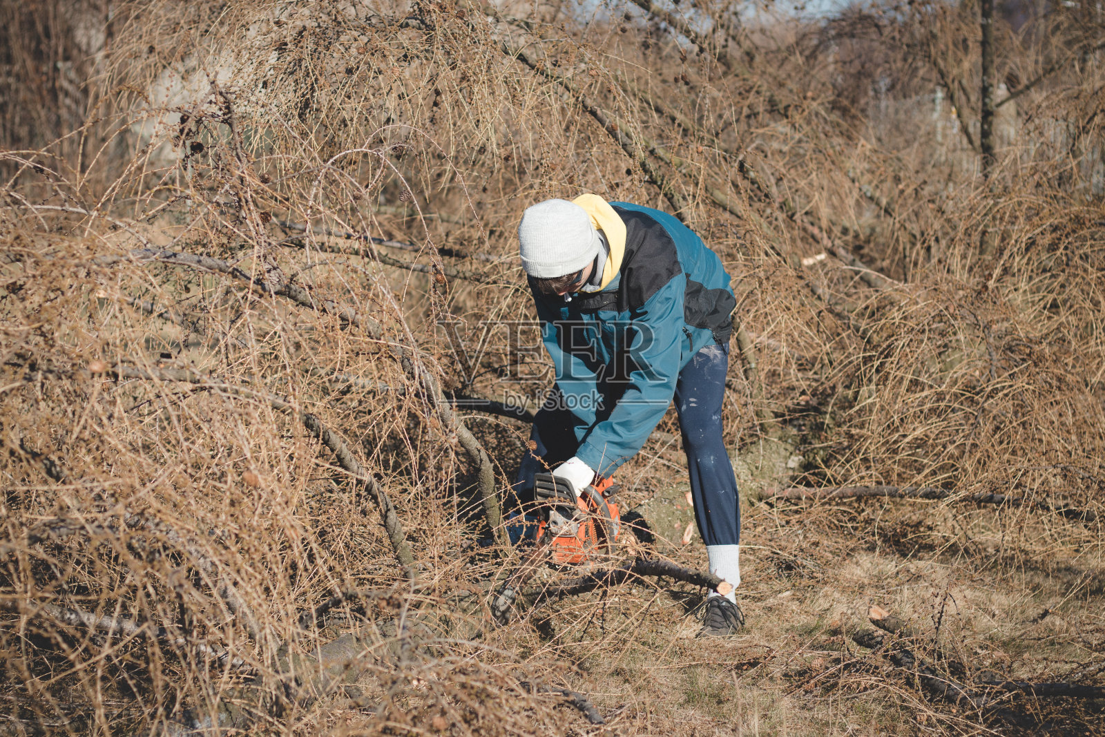 17岁的临时工穿着工作服，正在摆弄电锯和一棵干落叶松。荒野中的木材加工。把倒下的树砍成几部分。学习新的员工队伍照片摄影图片