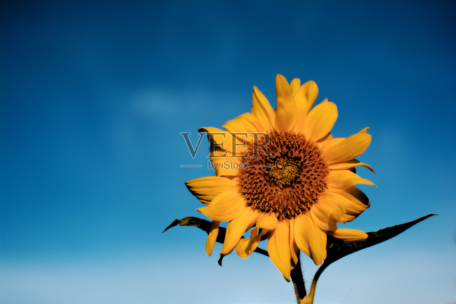 向日葵照片摄影图片