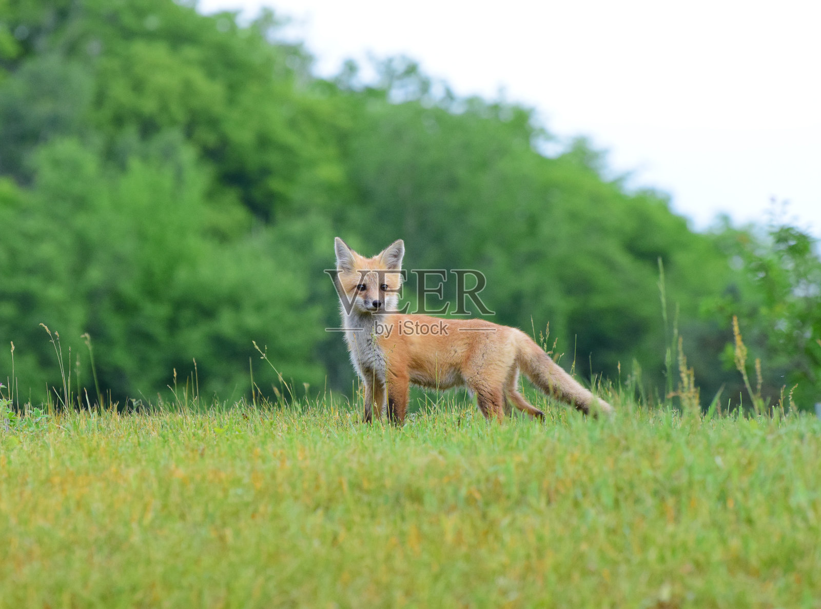 骄傲的狐狸幼崽照片摄影图片