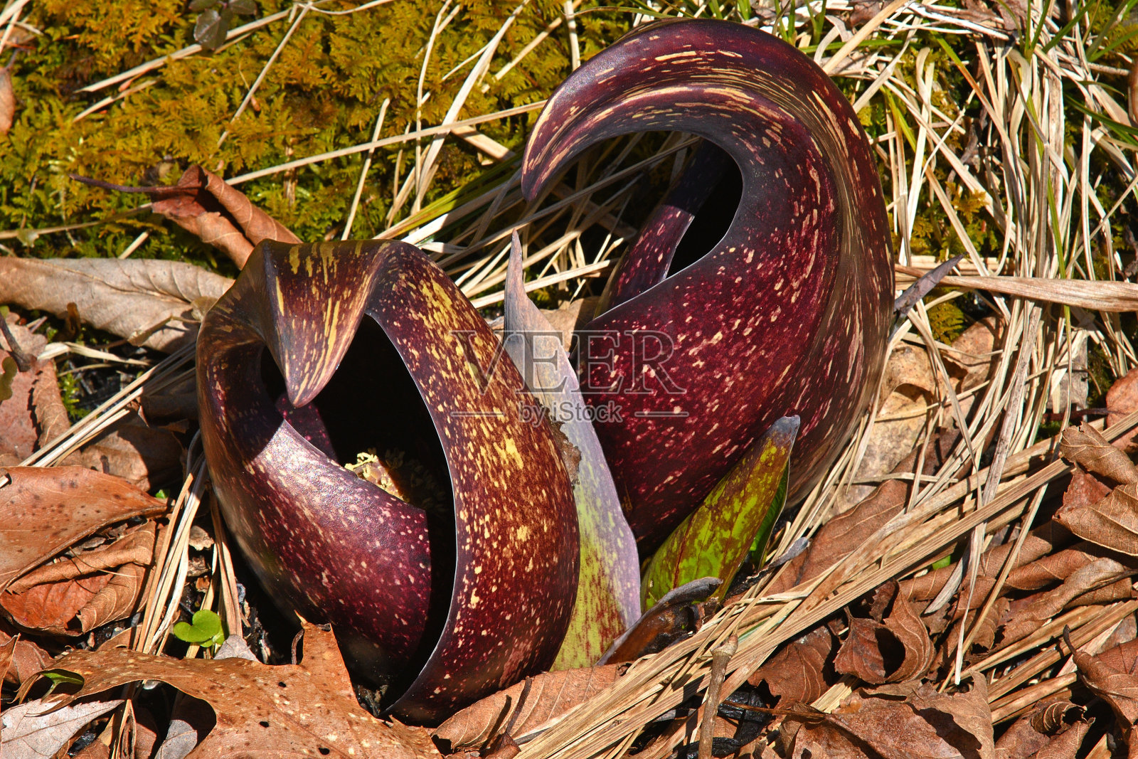 河床上开着臭白菜照片摄影图片