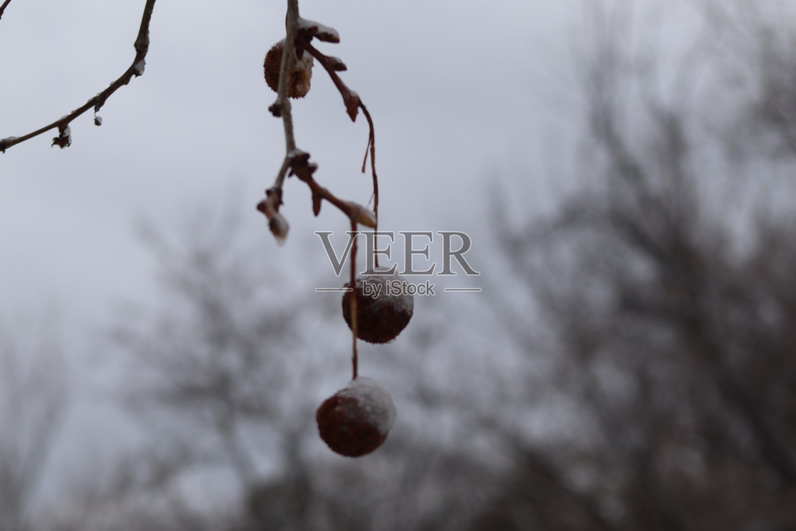 胡桃树照片摄影图片