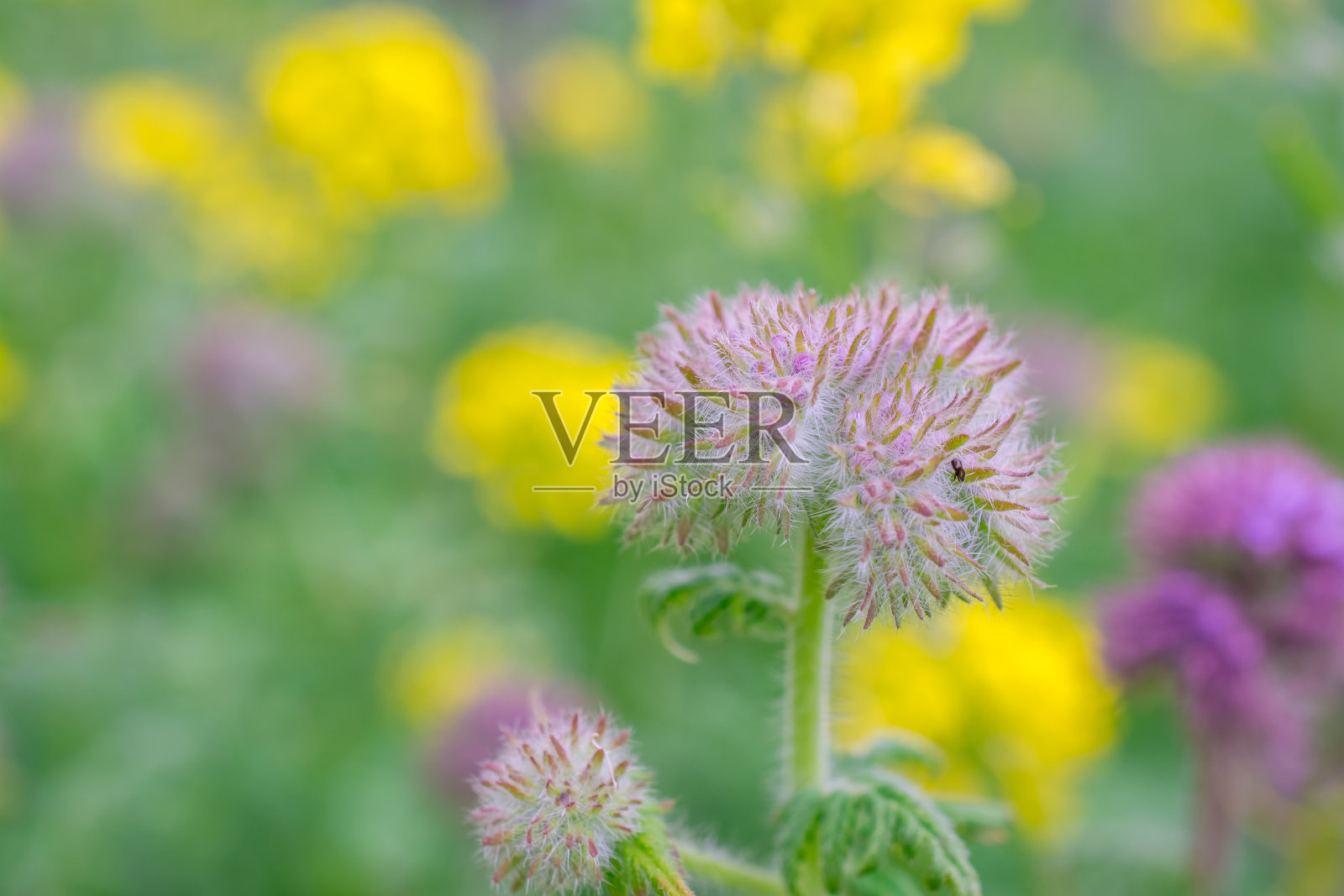 自然背景紫蓝色的花金盏花照片摄影图片