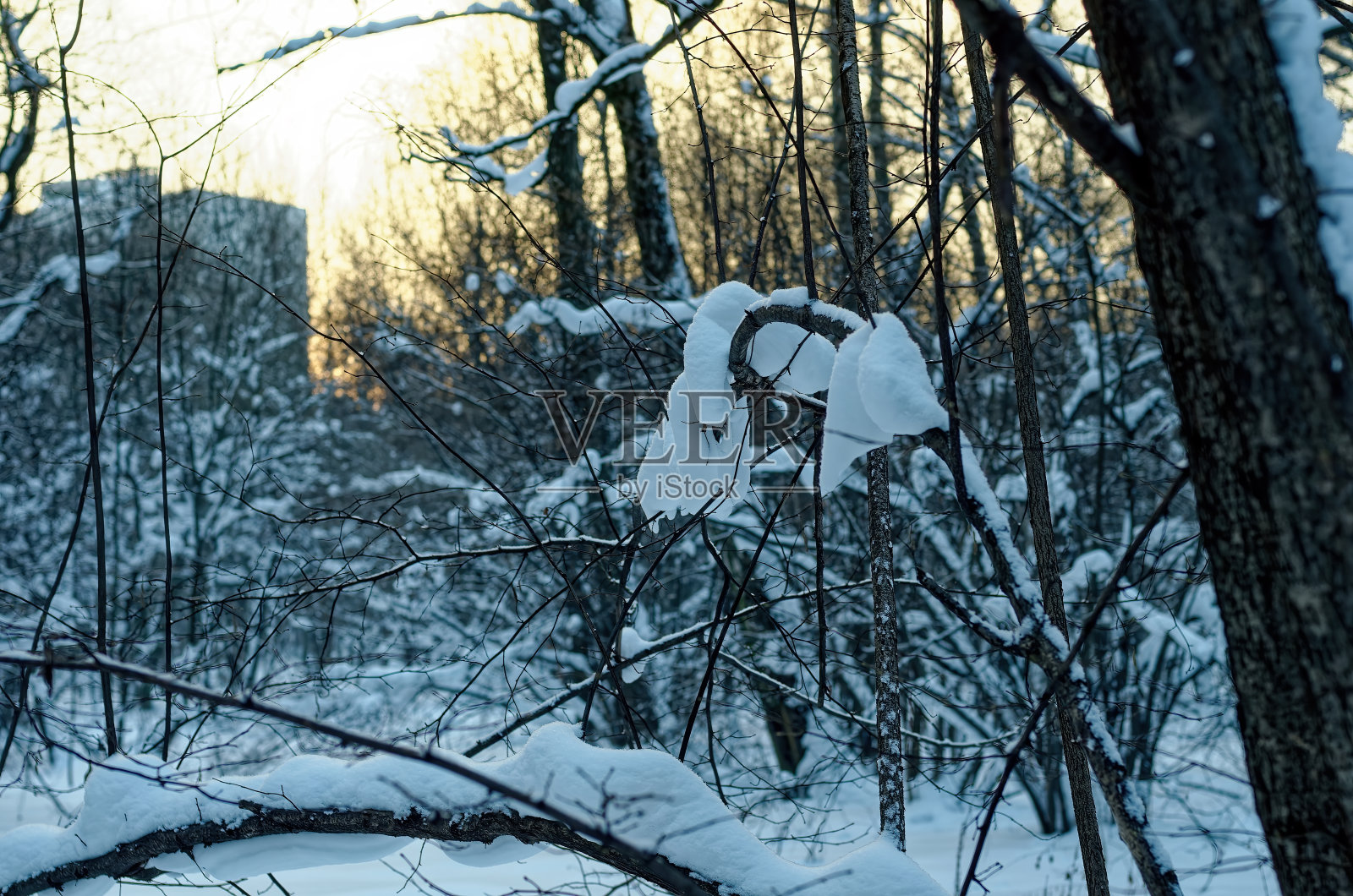 白雪皑皑的森林里的一个多云的早晨照片摄影图片