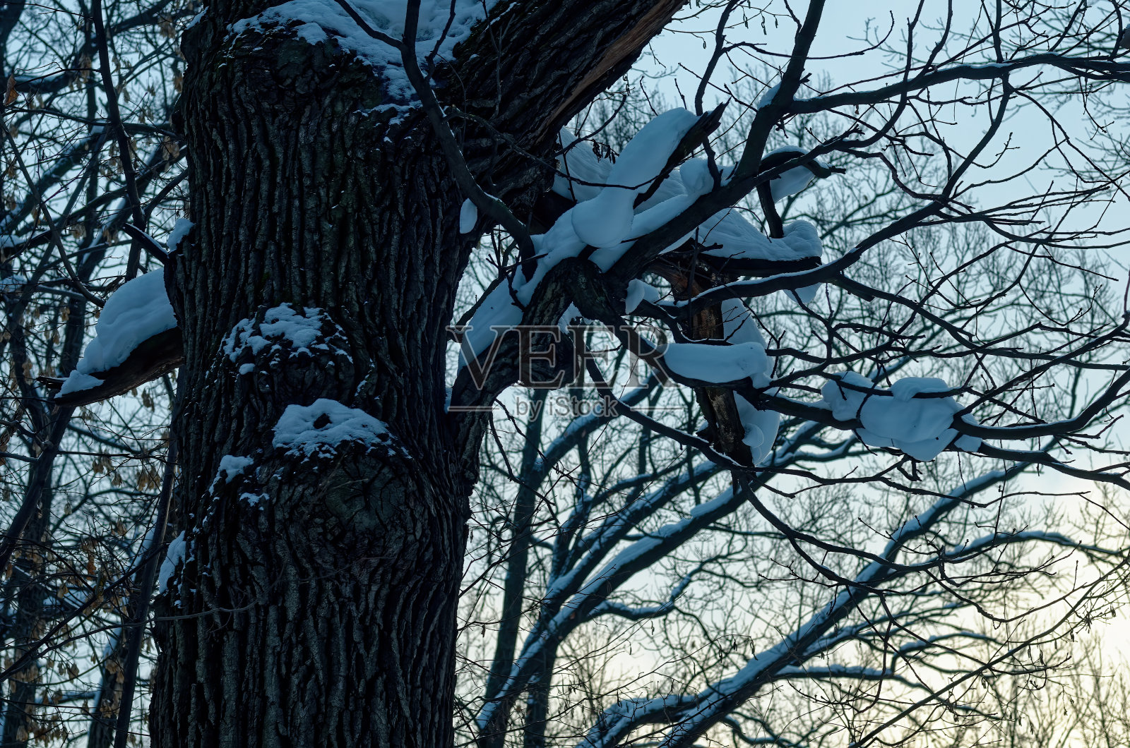 白雪皑皑的森林里的一个多云的早晨照片摄影图片