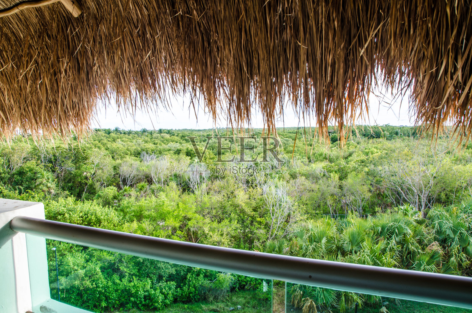 从酒店阳台看到的墨西哥森林照片摄影图片