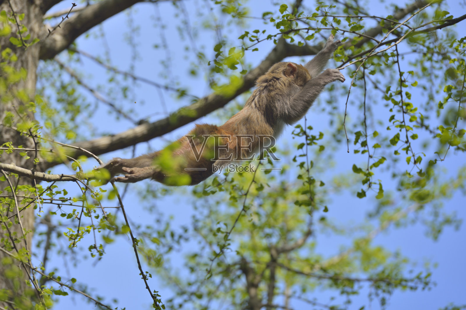 猴子跳跃时的姿势照片摄影图片