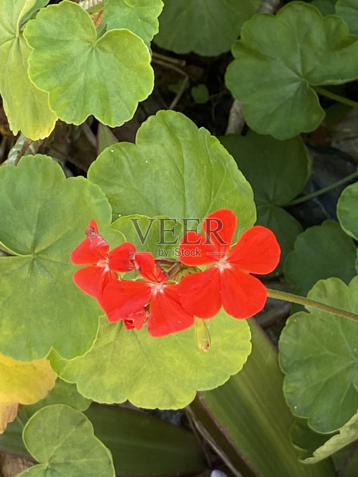 花红色照片摄影图片