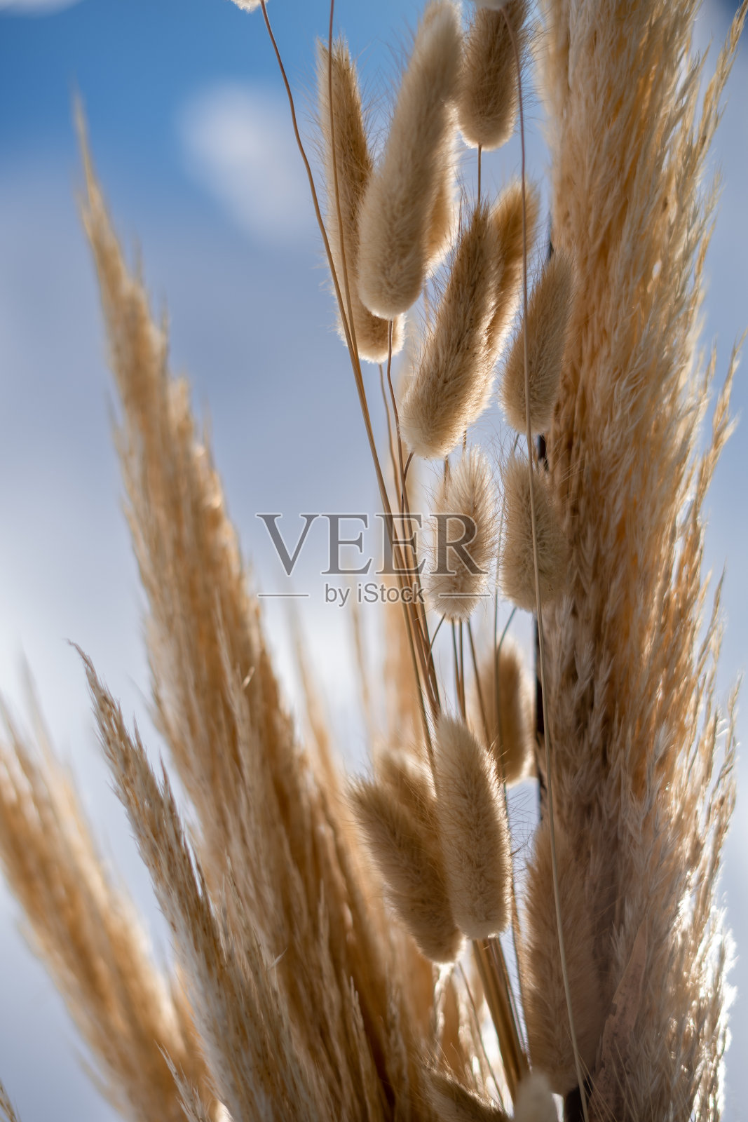 晒干的树枝。照片摄影图片