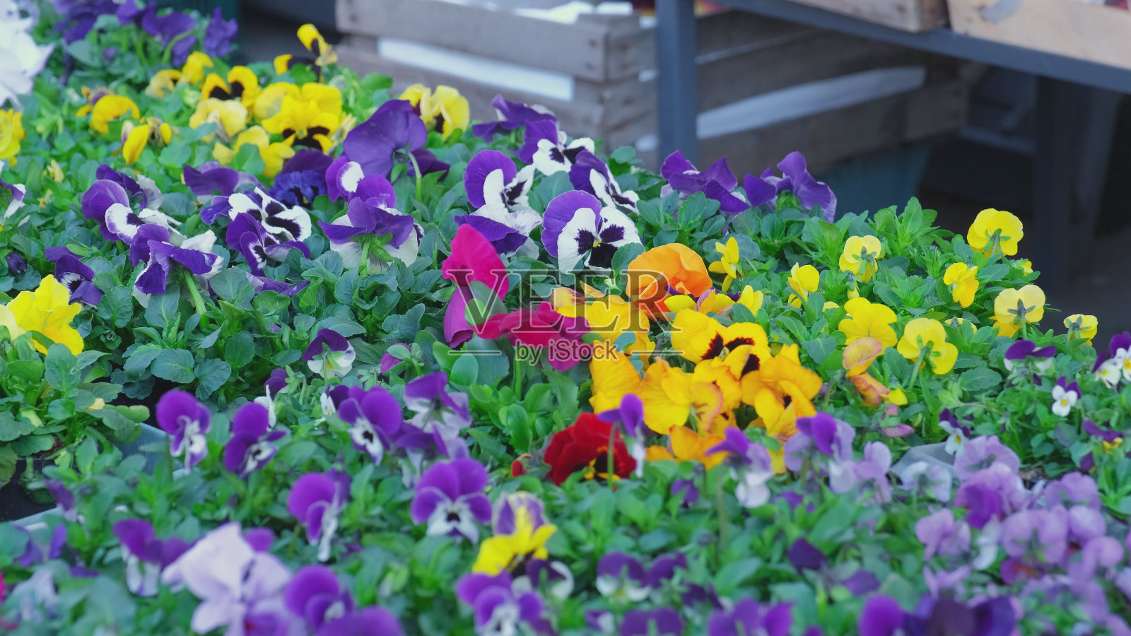 花店户外摊位出售彩色三色堇花苗照片摄影图片