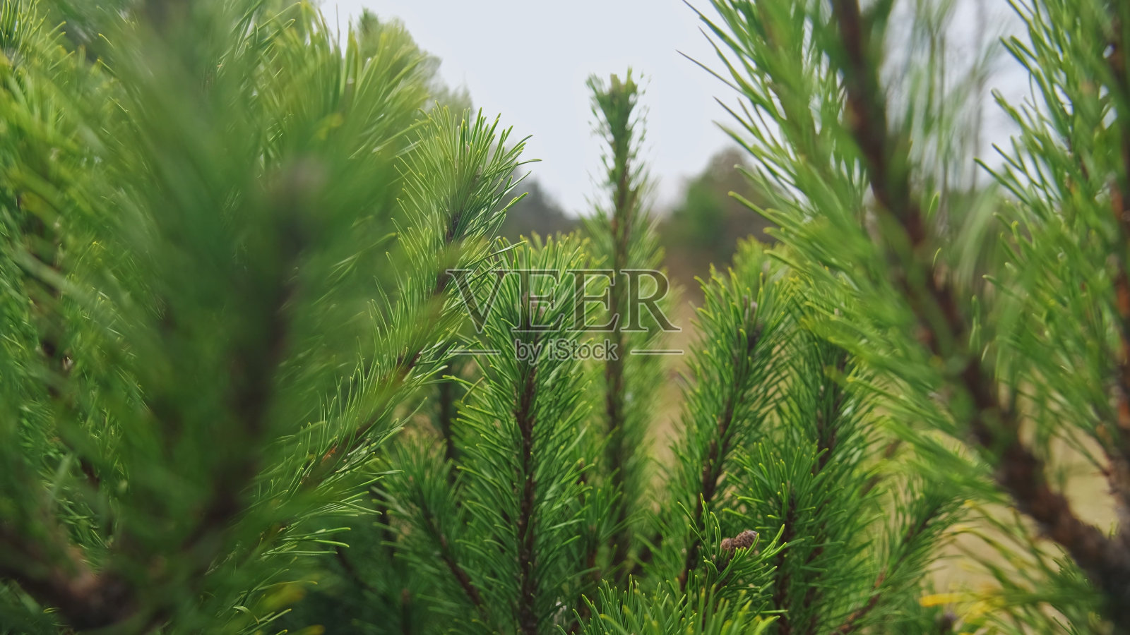 绿枝云杉针叶树照片摄影图片