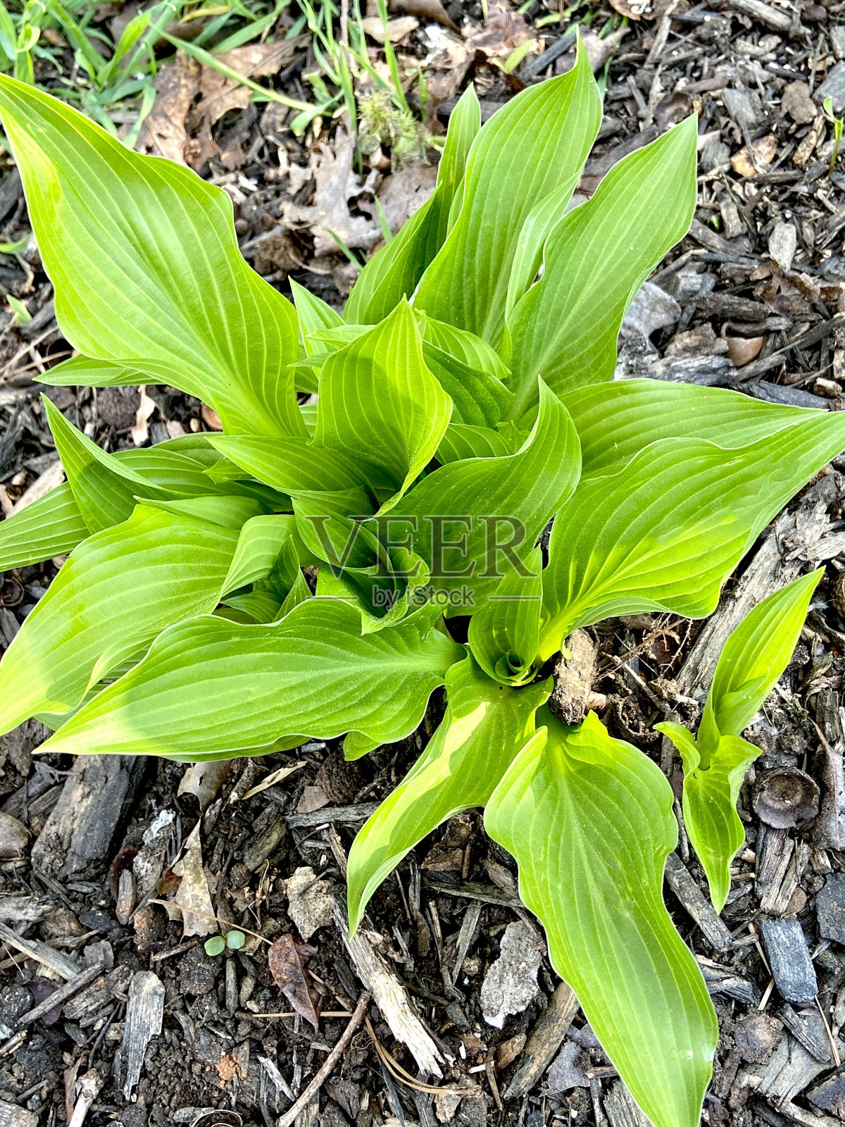 玉簪在春天从地上长出来照片摄影图片