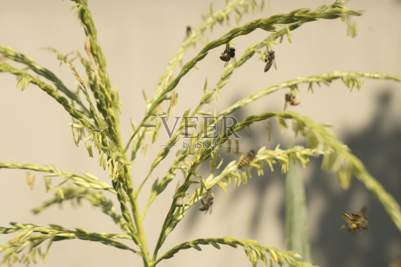 蜜蜂从玉米花中取食照片摄影图片