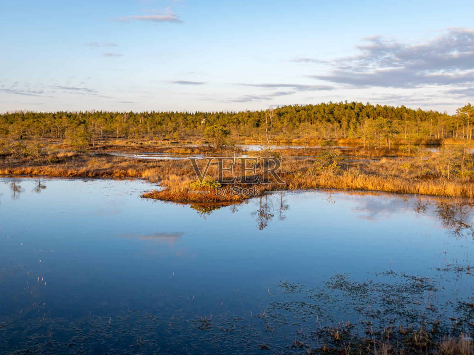 五彩缤纷的黄昏和日落在沼泽湖，清澈的湖和沼泽在晚上，倒影在水面上。背景是松树。照片摄影图片