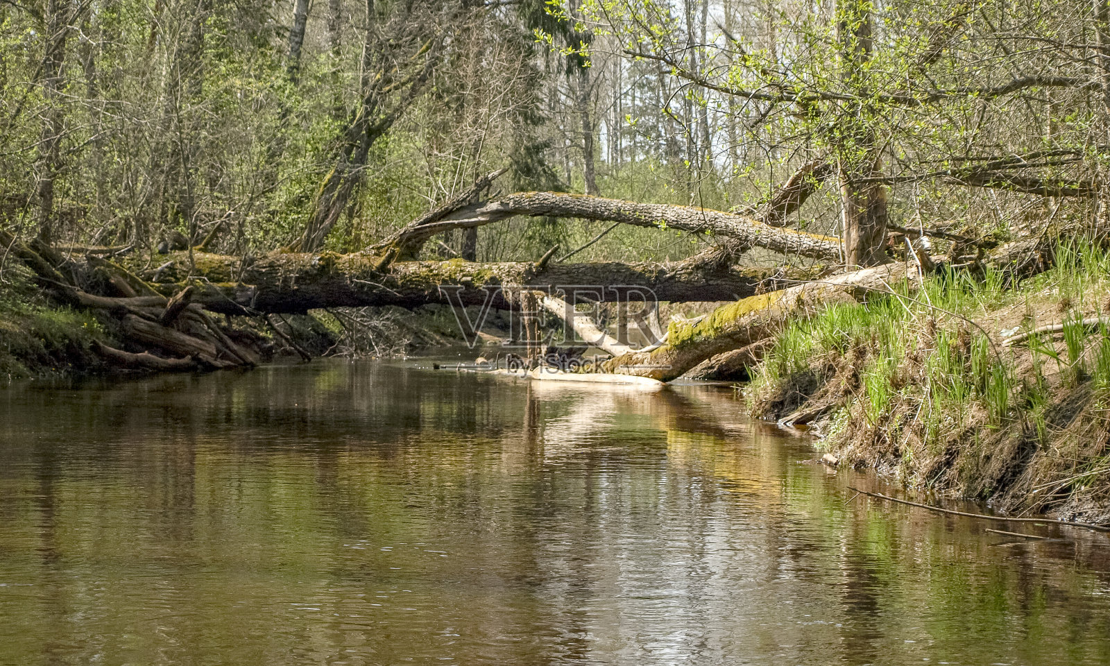 景观有一个小野生河岸，倒下的树干横跨河流，第一个春天的绿色，从渔船上看到照片摄影图片