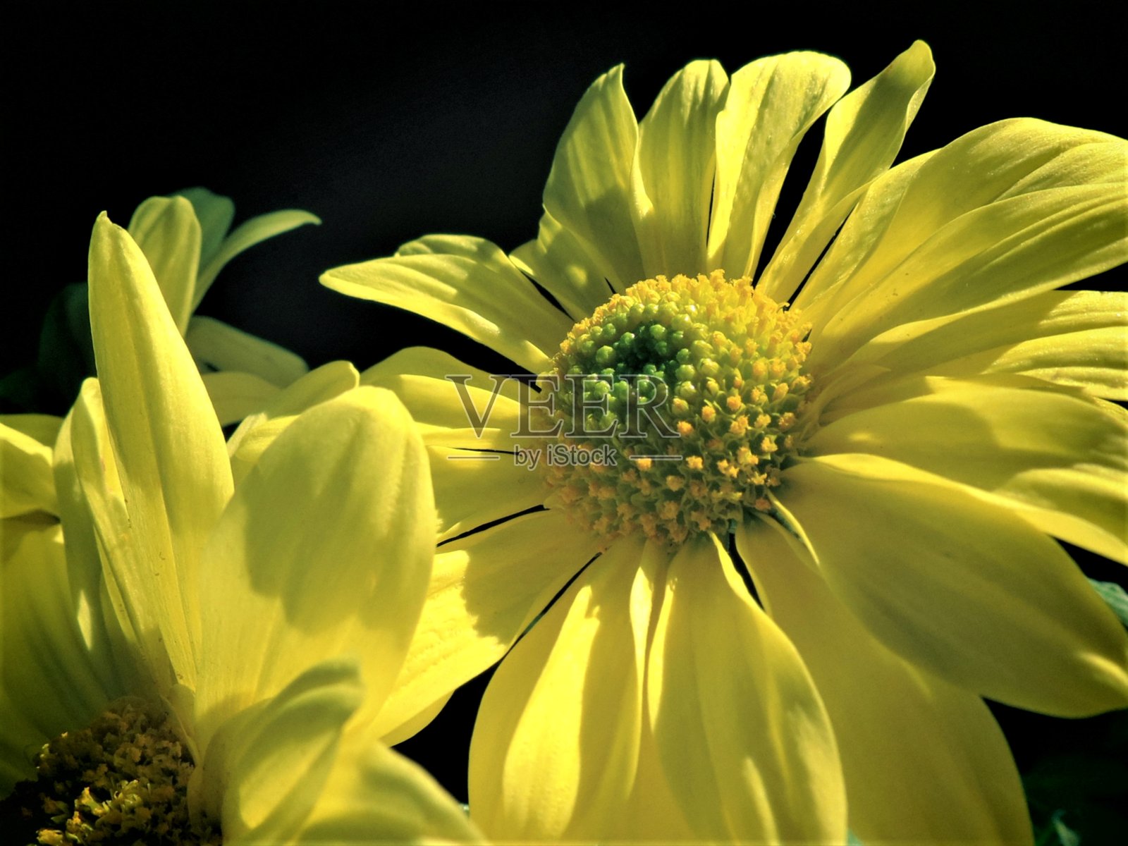 美丽的菊花。照片摄影图片