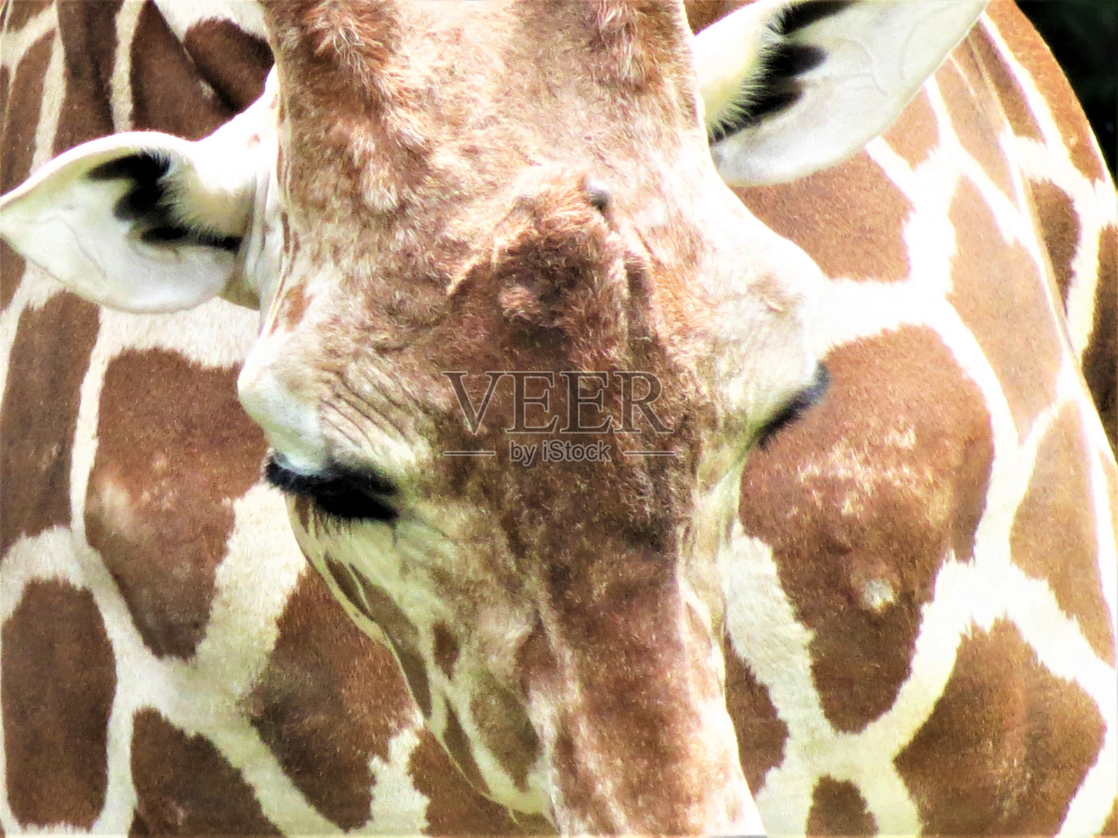 长颈鹿的画像。照片摄影图片