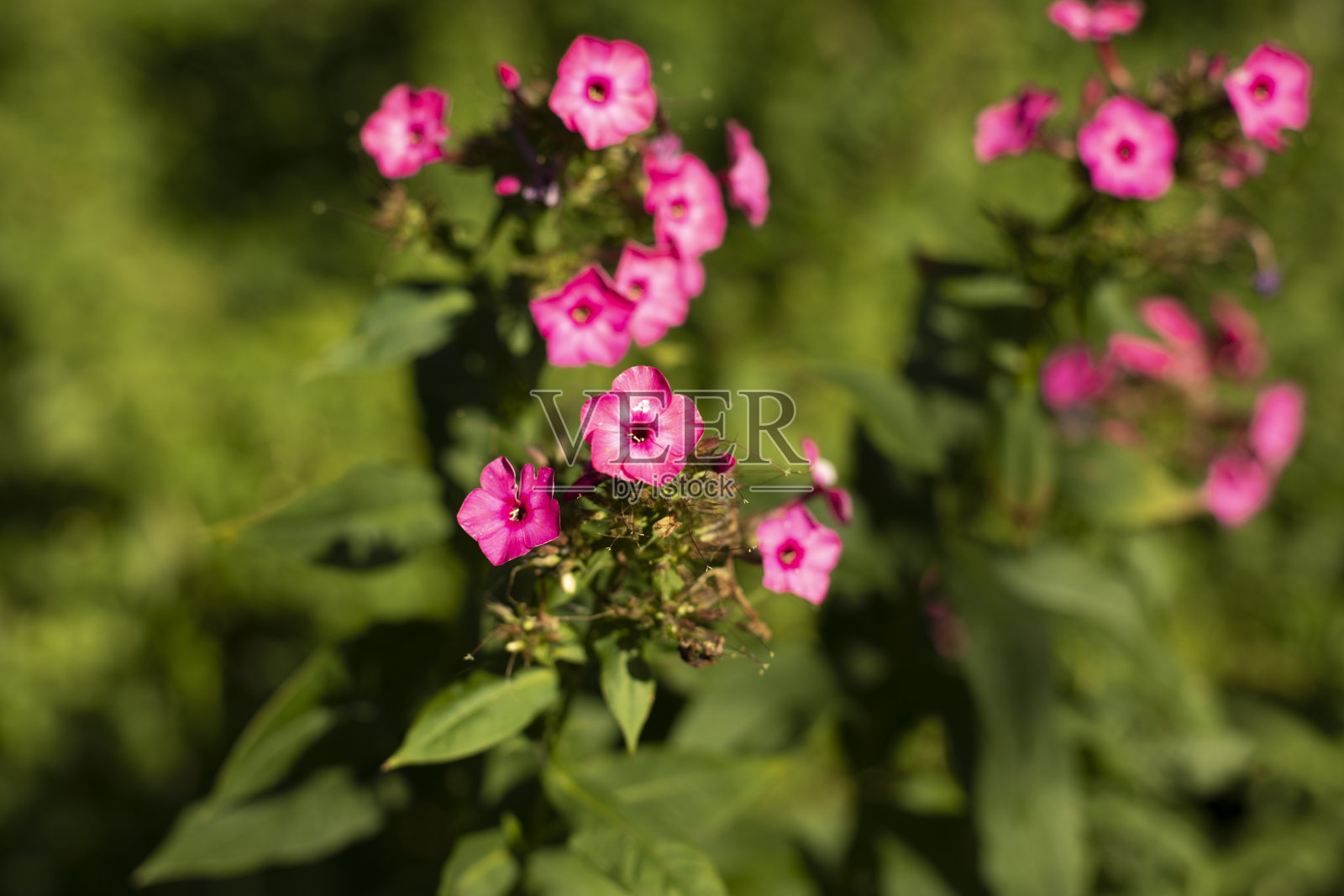 花在花园。夏天植物。花蕾在绿色背景。照片摄影图片