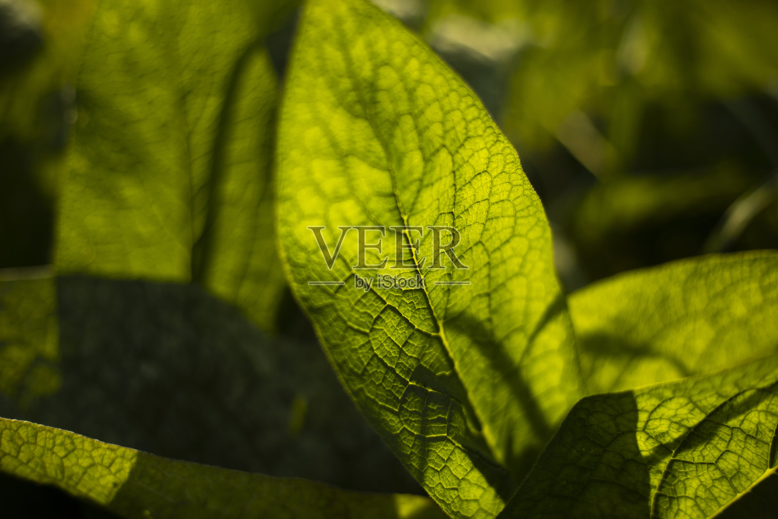 牛蒡在阳光下。自然的细节。夏天的颜色。绿色的植物。大叶的脉。照片摄影图片