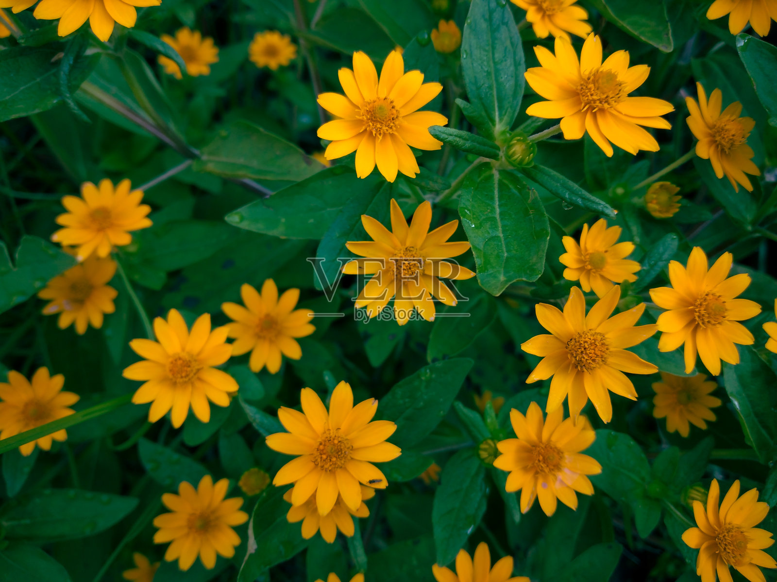 闭上牛油菊或小黄星花照片摄影图片