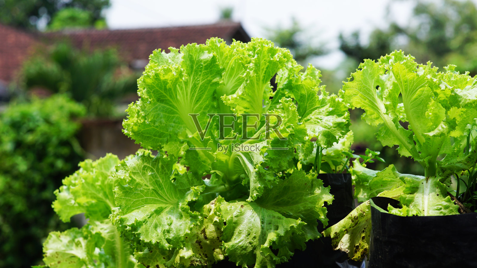 摘要以照片摄影图片