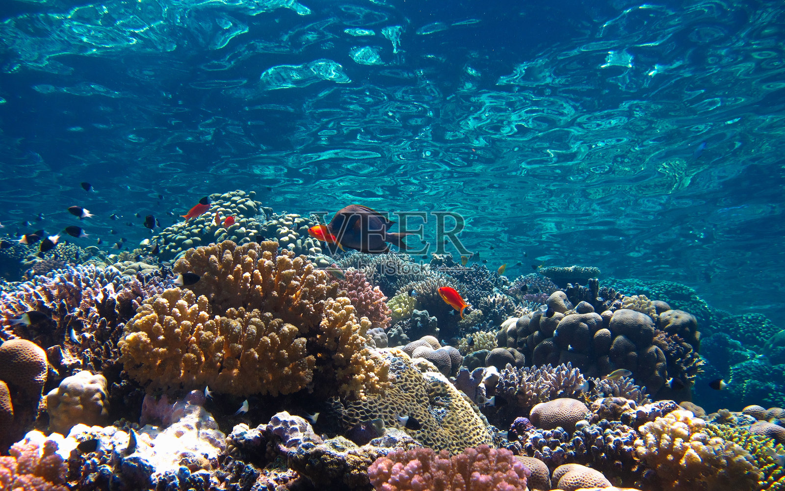 美丽的珊瑚礁花园照片摄影图片