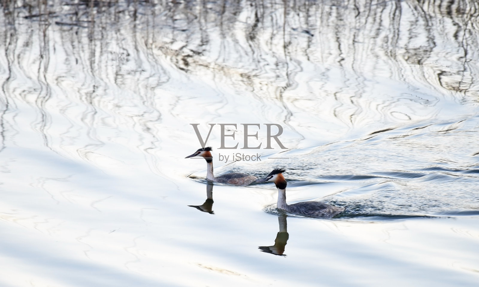 法国Lac du Der上的一对大凤头鸊喙(Podiceps cristatus)照片摄影图片