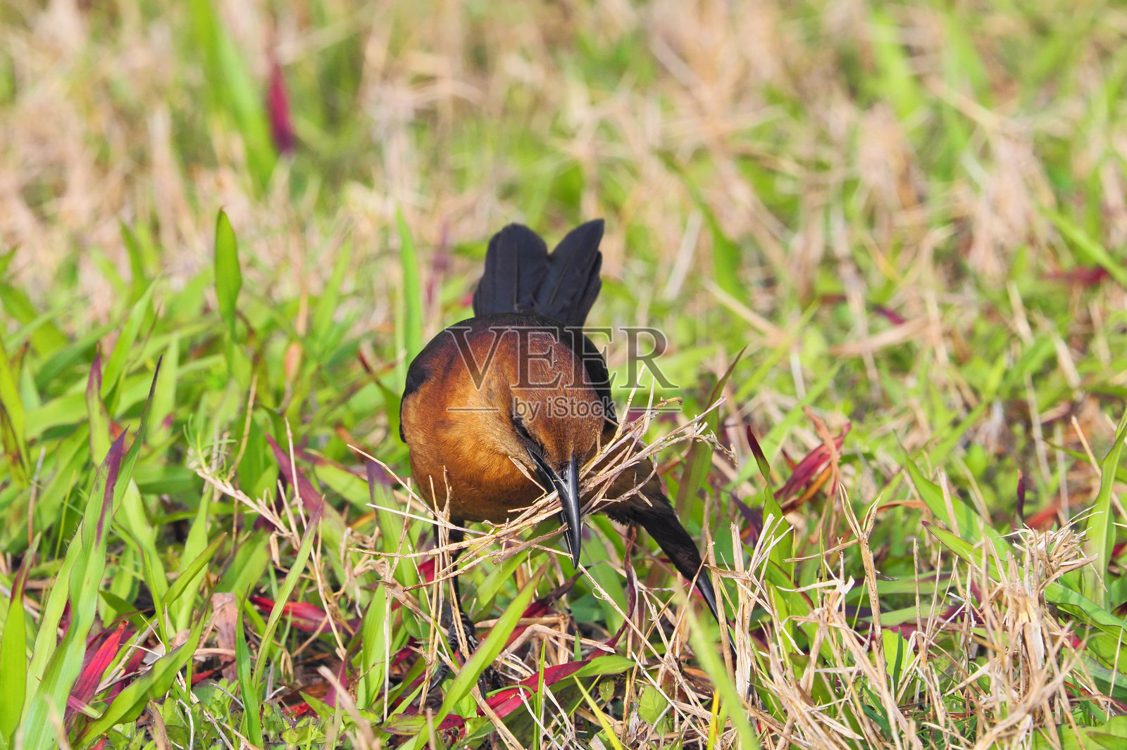 棕色的羽毛显示了雌船尾白头翁为她的巢收集草和树枝照片摄影图片