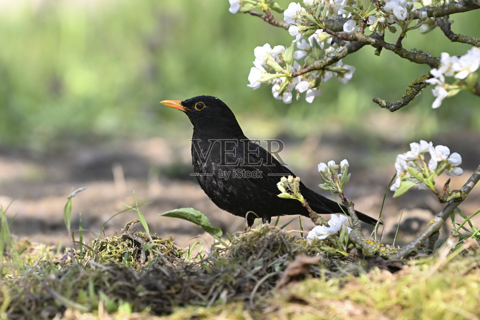 春季雄性画眉(黑鸫)照片摄影图片