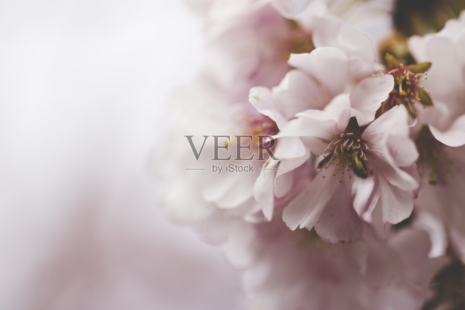 春天开花的背景照片摄影图片