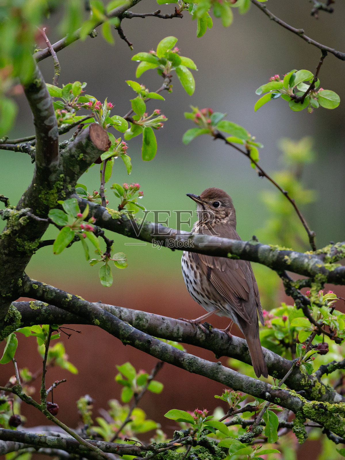独曲木架在树上照片摄影图片