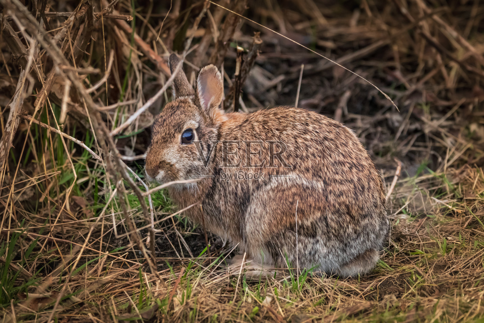 一只看着镜头的野兔照片摄影图片