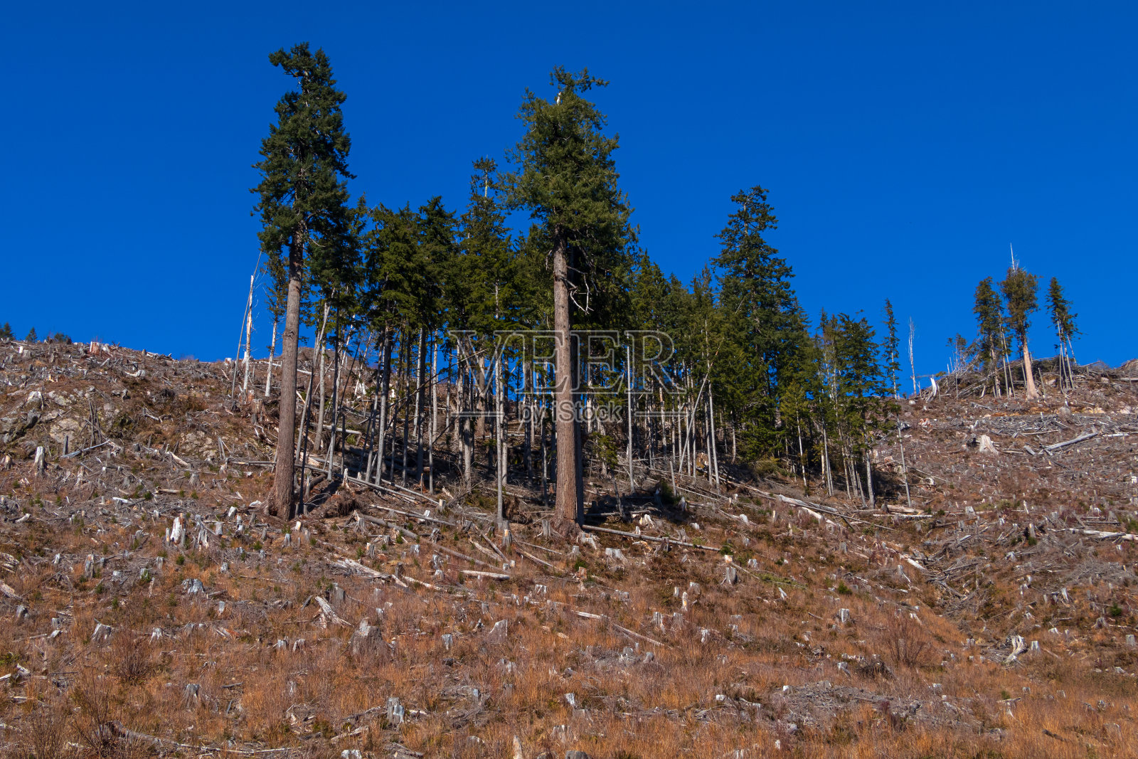 温哥华岛的伐木业照片摄影图片
