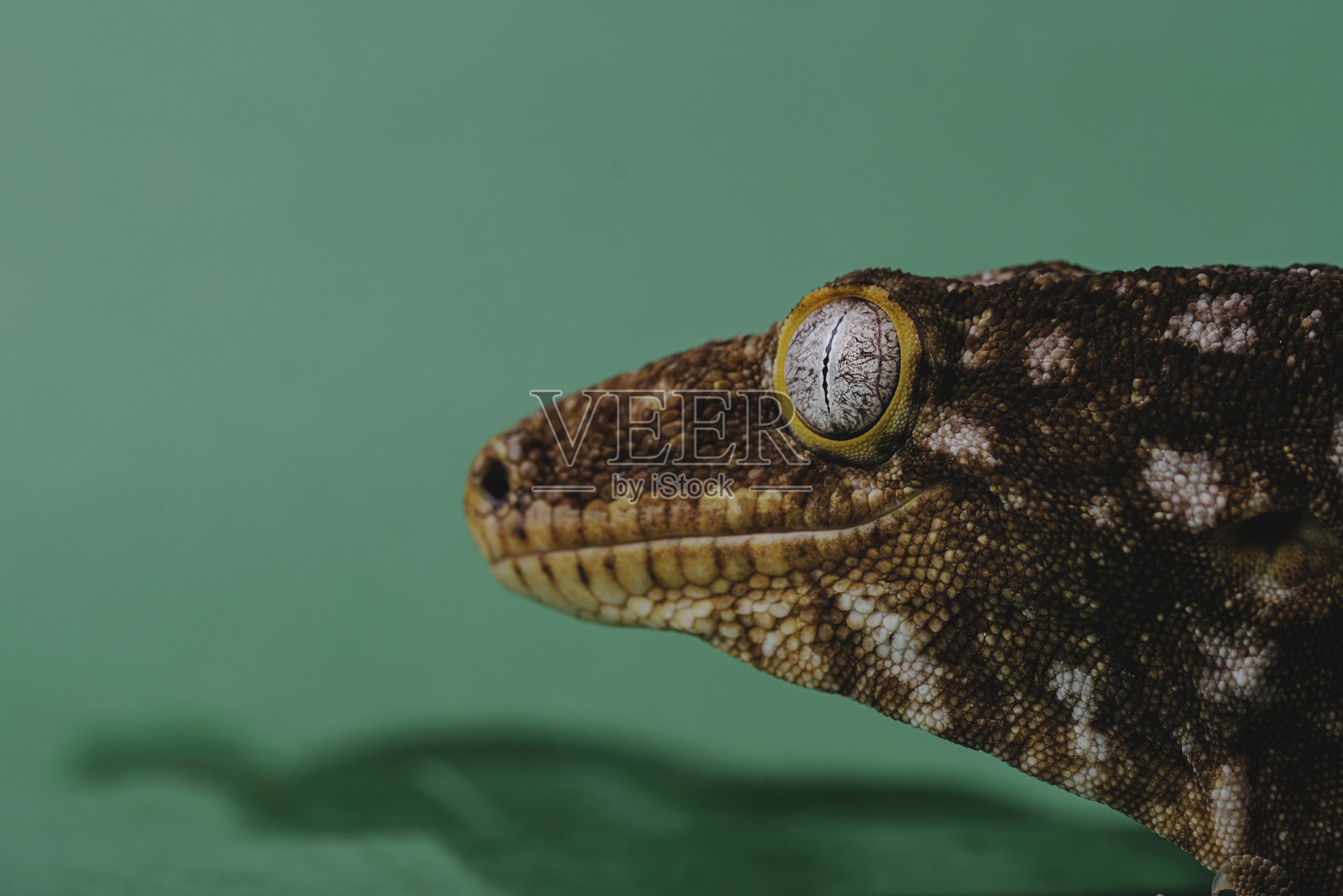 新喀里多尼亚巨壁虎照片摄影图片