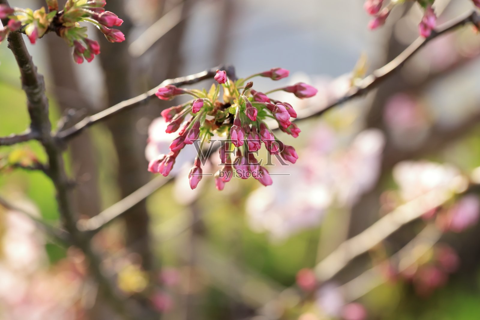 李×照片摄影图片
