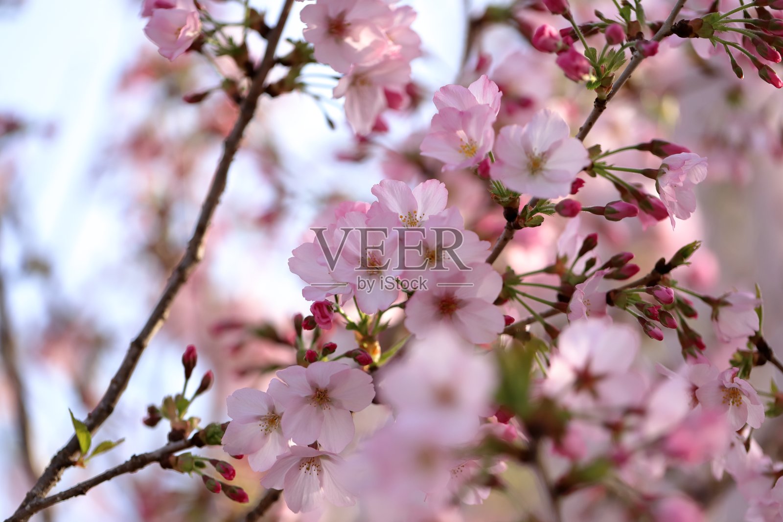 李×照片摄影图片