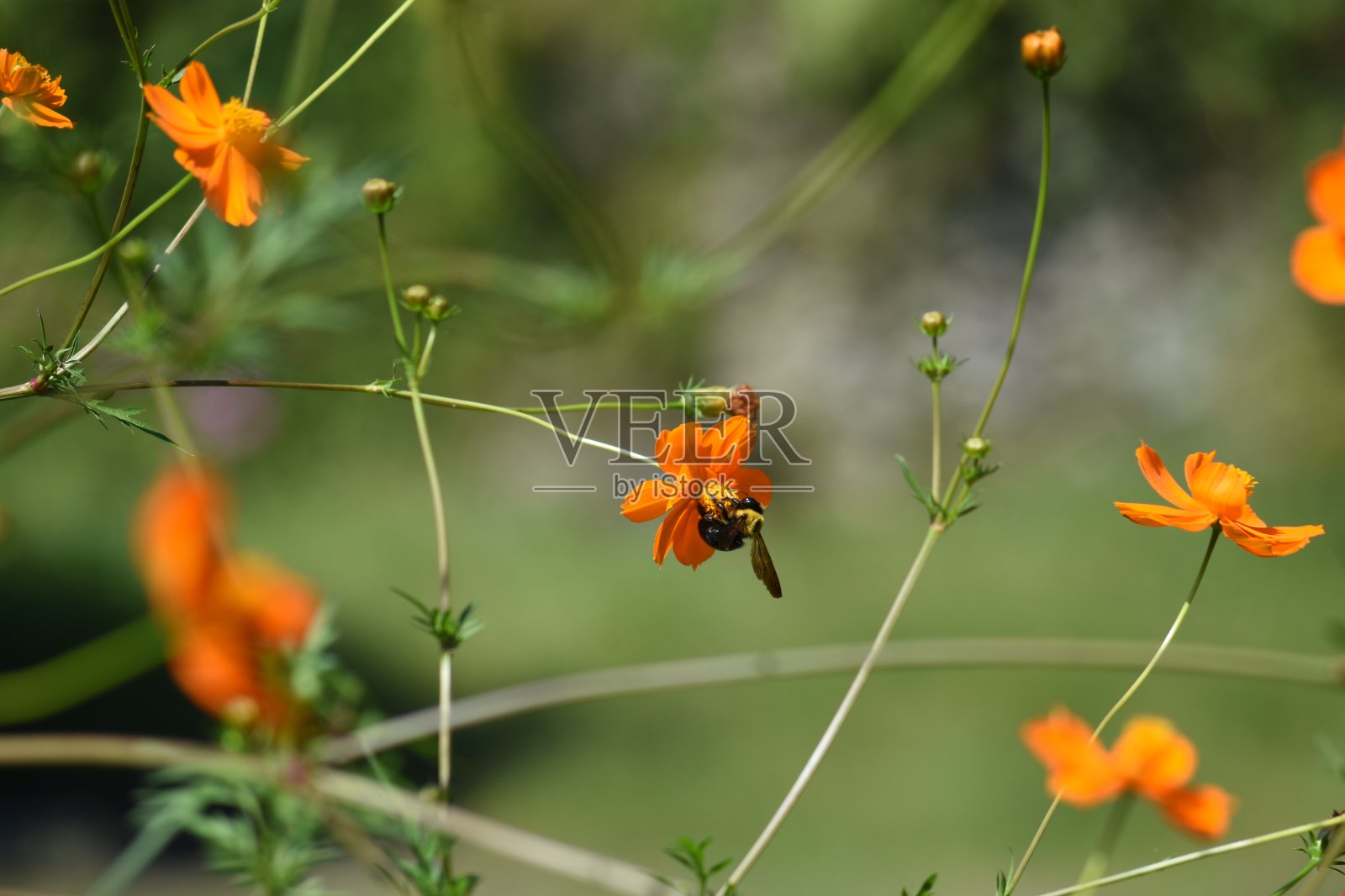 木匠蜜蜂照片摄影图片